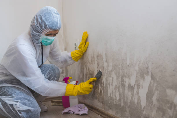 Best Emergency Mold Remediation in Tillamook, OR